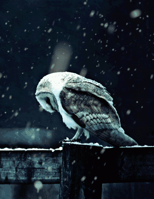 Owl Spirit